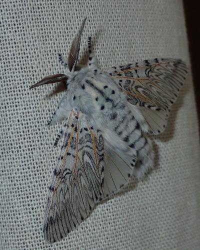 Cerura vinula
